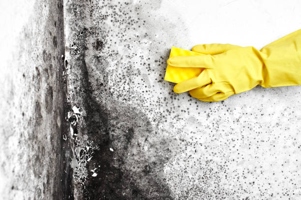 Best Biohazard Mold Removal  in Maywood Park, OR